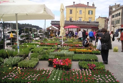 Rovinjska Rozica — de bloem van Rovinj
