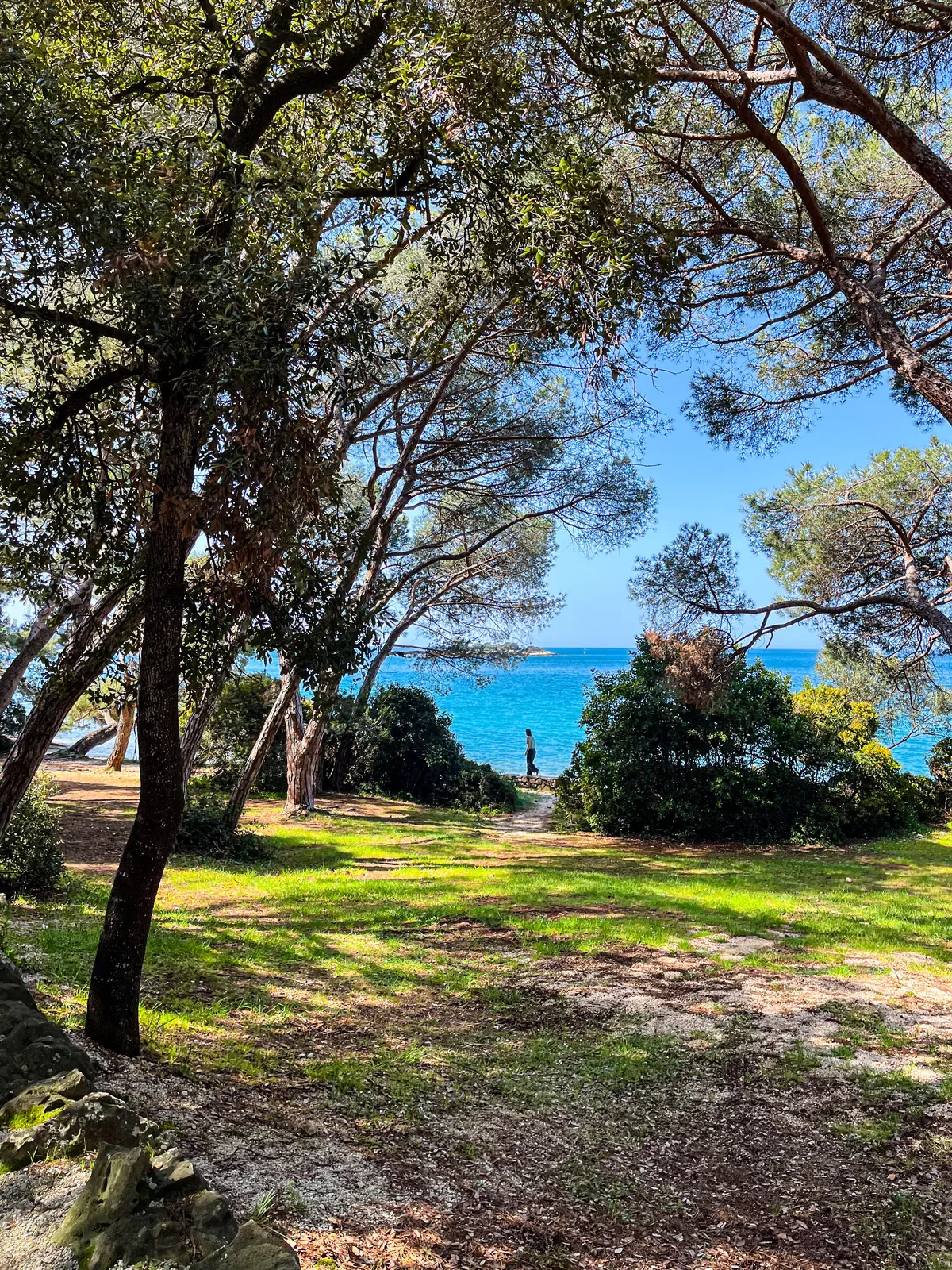 Pine forest path leading down to the turquoise sea at Punta Corrente, Rovinj