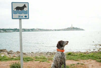 Dog Beaches in Rovinj — Where You Can Swim with Your Dog