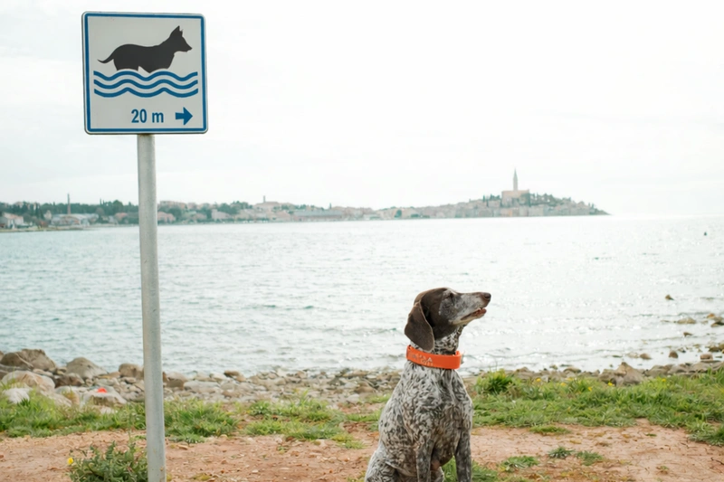 Dog Beaches in Rovinj — Where You Can Swim with Your Dog