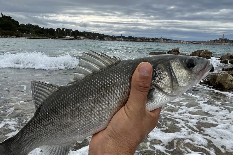Vissen in Rovinj