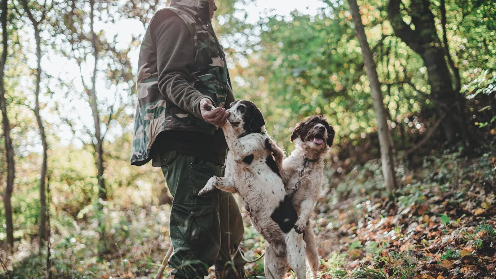 A truffle hunter with two dogs in the autumn oak woods of inland Istria