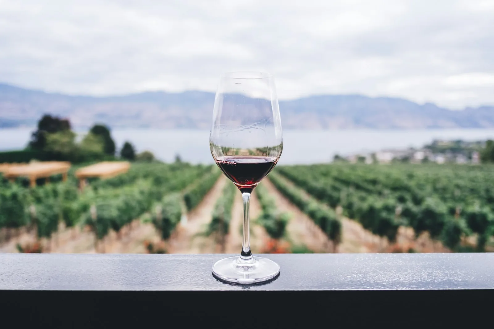 A glass of Istrian red wine overlooking a vineyard