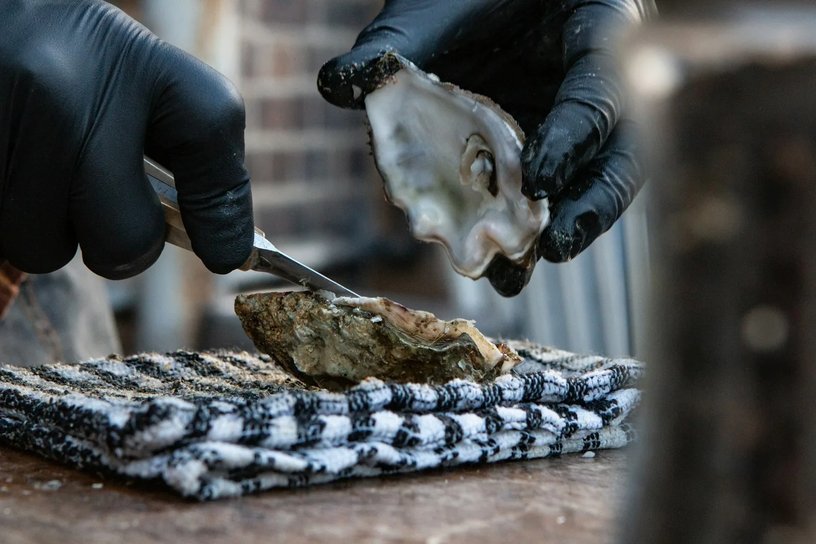 Hands shucking a fresh Lim Bay oyster