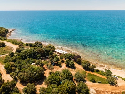 Punta Križ olive grove above the shore