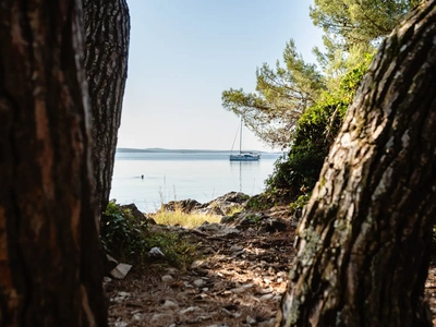 Pines framing the sea at Škaraba