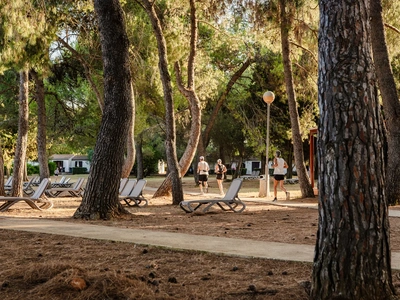 Loungers in the pine shade