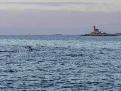 Een dolfijn springt bij de vuurtoren in de schemering — Rovinj