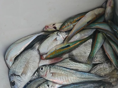 The day's mixed catch from a Rovinj fishing charter — Rovinj