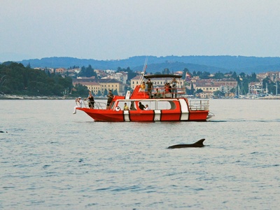 Promatranje dobrog dupina s palube broda kod Rovinja — Rovinj