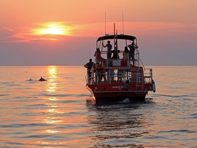 Dupini u zalasku sunca na Nemovoj večernjoj krstarici kod Rovinja — Rovinj